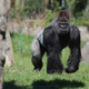Image for article titled Land Animals That Would Fuck You Up In Hand-To-Hand Combat, Ranked